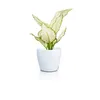 Stolní květináč LECHUZA CLASSICO Colour 12 DECO White | Náhled obrázku produktu 2
