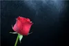 Wallario Poster - Rose vor dunklem Hintergrund, Kunstdruck Produktbild-Vorschau 1