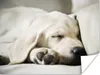 MuchoWow® Poster Schlafender Labrador Welpe 160x120 cm - Produktbild-Vorschau 1