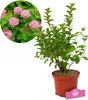 Spiraea 'Densiflora', ook wel bekend als muskusroos, in een Productafbeelding-voorbeeld 1
