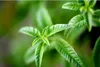 A close-up shot of green leaves. Produktbild-Vorschau