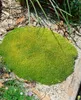 Scleranthus uniflorus, Polsterkissenmoos, ca. 9x9 cm Topf Produktbild-Vorschau 6
