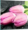 Bilder auf glas - Tulpen Tau Steine Pflanze - 40x40cm - Produktbild-Vorschau 1