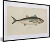 MuchoWow® Gerahmtes Poster Eine alte Illustration eines Produktbild-Vorschau 1