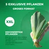 Schwertlilien Winterhart Mehrjährig - Iris Germanica Produktbild-Vorschau 5