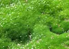 Stauden Gänge 100 x Sagina subulata - Sternmoos - Weiche Produktbild-Vorschau 5