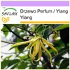 SAFLAX - Drzewo Perfum / Ylang Ylang - 10 Nasiona - Cananga Podgląd zdjęcia produktu 10