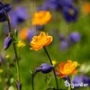 Wildblumenmischung Biodiversität 2 kg = 1000 m² – 62 Arten Produktbild-Vorschau 9