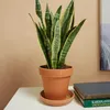 Bloomique - Sansevieria Laurentii - Język teściowej - Podgląd zdjęcia produktu 2