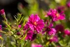 Aster novi-belgii 'Royal Ruby', Glattblatt-Aster, rubinrot, Produktbild-Vorschau 4
