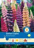 Artikelbild 1 von 'Garten-Lupinen Bunte Kerzen' aus der Kategorie Lupinensamen Produktbild-Vorschau