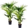 Bloomique - Zestaw 2 szt. - Howea Forsteriana - Palma Podgląd zdjęcia produktu 1