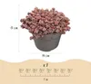 GreenboutiQ - Bodendecker - Winterhart - Alpinemix - 8 Produktbild-Vorschau 3