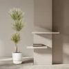 Drakónia Dracaena Bicolor Carrousel 150cm, Ø24cm, izbová Náhľad obrázku produktu 4