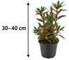 Tasmanischer Bergpfeffer ‘Red Spice’ – Drimys lanceolata, Produktbild-Vorschau 5