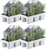 Plants by Frank | 24 Blauer Duft-Lavendel Pflanzen | Produktbild-Vorschau 1