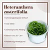 Aquarium Pflanze Heteranthera zosterifolia Tropica Nr.096 Produktbild-Vorschau 2