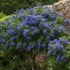 Säckelblume - Ceanothus thyrsiflorus Repens - Höhe 60-70cm Produktbild-Vorschau 5