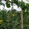 Luffa Schwamm 3Pcs,Natürliche,für Körperpflege Küche Bad Produktbild-Vorschau 4