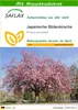 SAFLAX - Japanische Blütenkirsche - Prunus serrulata - 30 Produktbild-Vorschau 1