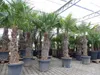 XXXXL 210 - 230 cm Trachycarpus fortunei Hanfpalme, Produktbild-Vorschau 4