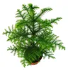 Araukaria (Sapin d'intérieur) - Araucaria heterophylla - Podgląd zdjęcia produktu 2