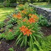 6x Hemerocallis Sammy Russell P9H20 Produktbild-Vorschau 1