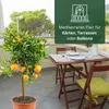 Meine Orangerie Clementinenbaum Mezzo - süße Clementine - Produktbild-Vorschau 5