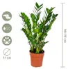 Bloomique - Zamioculcas Zamiifolia - Palma doniczkowa - Podgląd zdjęcia produktu 7