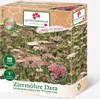 Ziermöhre Dara (Daucus carota) FS Produktbild-Vorschau 1