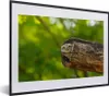 MuchoWow® MuchoWow® Gerahmtes Poster Eule - Baby - Baum Produktbild-Vorschau 1