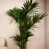 Zimmerpflanze Kentia Howea, 180 cm hoch, Topf Ø 27 cm, Produktbild-Vorschau 3