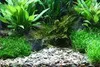Gravier pour aquarium DENNERLE Plantahunter Rio Xingu 2-22 Voir les images du produit 4