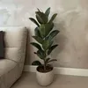 Figowiec sprężysty - Ficus Elastica 'Robusta' - Wysokość Podgląd zdjęcia produktu 4