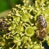 Winobluszcz  Redwal Troki 2L Podgląd zdjęcia produktu 4