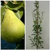 Säulenbirne `Condo´ 150-175cm Birnenbaum Produktbild-Vorschau 3