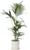 Kencja - Howea forsteriana - Wysokość 90-100cm - ⌀18cm Podgląd zdjęcia produktu 7