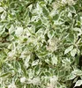Tatarische Hartriegel ´ELEGANTISSIMA´ 10-15 cm, Cont. 1,4 l Produktbild-Vorschau 6