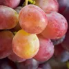 Canadice Weinrebe, kernlose Amateur-Dessertsorte mit Produktbild-Vorschau 3