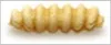 A close-up, studio shot of a single curly pasta noodle. Anteprima dell’immagine prodotto