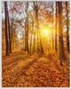 Wallario Wandbild Sonnenuntergang im herbstlichen Wald, Produktbild-Vorschau 1