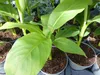 Bananenstaude 4 Stück Musa Basjoo 60 - 80 cm winterhart Produktbild-Vorschau 6