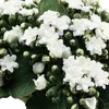 Kalanchoe künstlich Flammendes Käthchen Weiß 24cm Produktbild-Vorschau 2