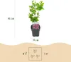Hibiscus syriacus Tricolour 3 Pflanzen 17cm 45cm hoch Produktbild-Vorschau 4