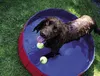 Nobby Pet Dog Pool, L, rot-blau, Ø 160 x 30 cm Produktbild-Vorschau 6