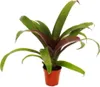 Mini zestaw bromeliad "Nature's Touch" - 4 rosliny o Podgląd zdjęcia produktu 3