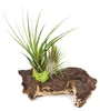 Tillandsia na kořeni mopani - L - 2 rostliny Náhled obrázku produktu 2
