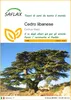 SAFLAX  - Cedro libanese - 20 semi - Cedrus Anteprima dell’immagine prodotto 1