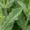 Bloomique - Zestaw 6 sztuk - Salvia Sensation White - Podgląd zdjęcia produktu 5