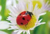3 D Ansichtskarte Marienkäfer, Glücksbringer Postkarte Produktbild-Vorschau 1